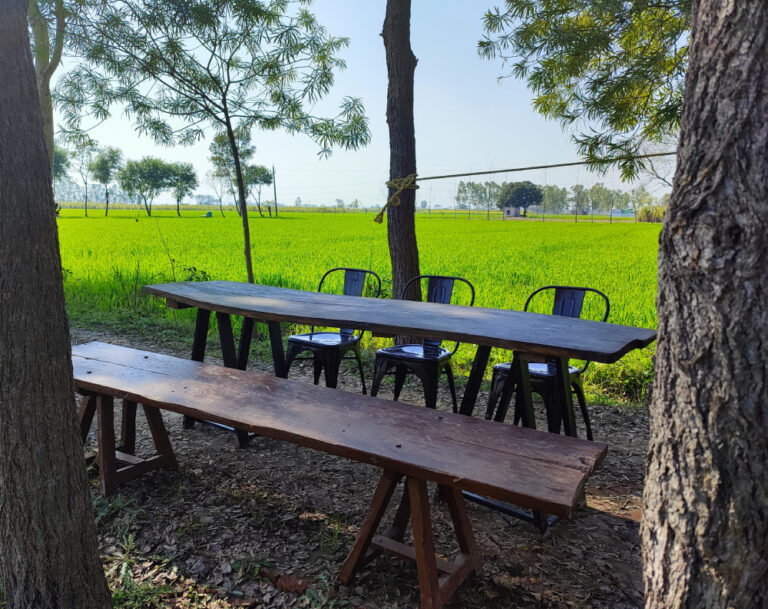 Experience Punjab’s Countryside: Best Farms to Visit in Summer