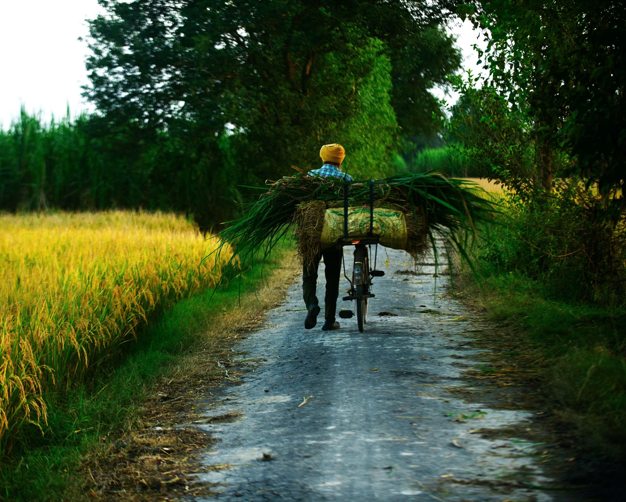 Farm walk village tour near Amritsar day visit Punjab farmstay