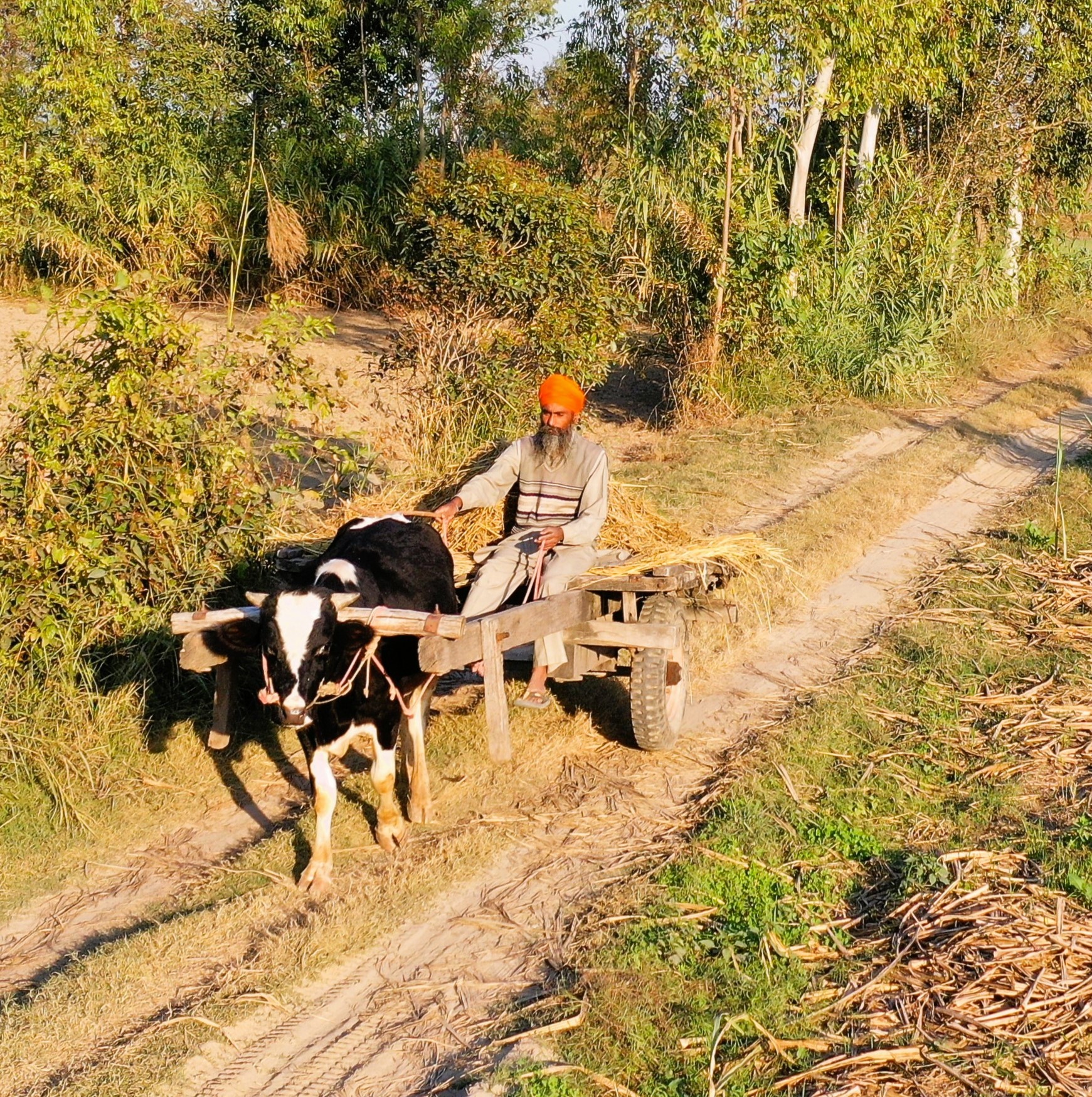 Heritage bullock cart ride experience Punjab farmstay Amritsar